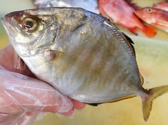 カイワリ　宮城県　未利用魚