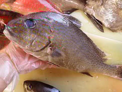 コロダイ　五島列島の魚　未利用魚