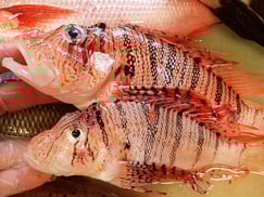 ミノカサゴ　五島列島の魚　未利用魚