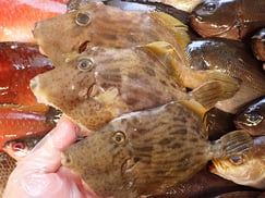 カワハギ　五島列島の魚　未利用魚