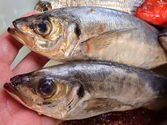 マアジの寿司　出前