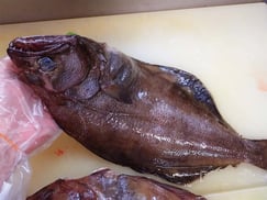 アブラガレイ　羅臼　未利用魚