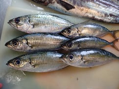 メアジの寿司　美味しいお寿司　出前