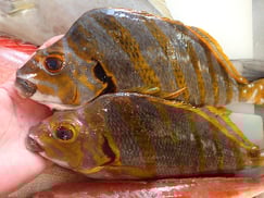 タカノハダイの寿司　デリバリー