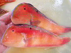 高級魚のテンスです。おまかせセットに入ります。