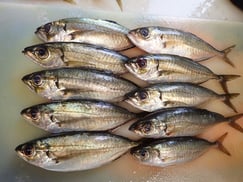 メアジの寿司　美味しいお寿司　出前