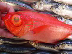 金目鯛の寿司　デリバリー