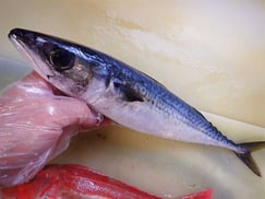 真サバ　大船渡　未利用魚