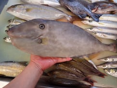 ウスバハギの寿司　デリバリー