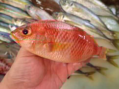 タマガシラの寿司　デリバリー