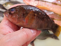 SDGs　ホシササノハベラの寿司　デリバリー　出前