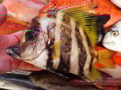 テングダイの寿司　デリバリー