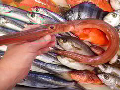 アカヤガラの寿司　デリバリー