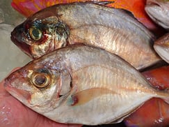 カイワリのにぎり　寿司　出前