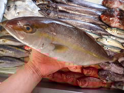 カンパチの寿司　美味しいお寿司　出前