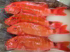 ホウライヒメジの寿司　デリバリー