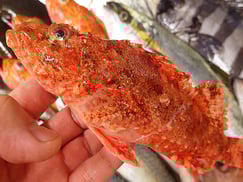 オニカサゴの寿司　出前