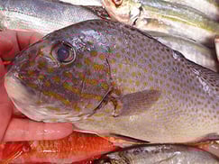 コロダイの寿司　デリバリー