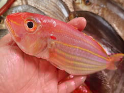 イトヨリダイの寿司　デリバリー