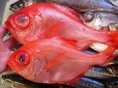 SDGs　ナンヨウキンメ　寿司　出前