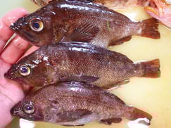 SDGs　エゾメバルの寿司　出前　デリバリー