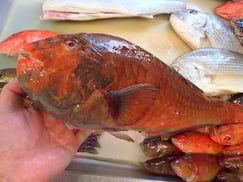 ブダイの寿司　美味しいお寿司　出前