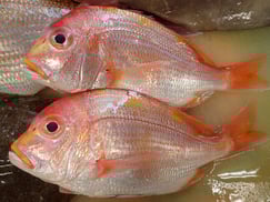 連子鯛の寿司　デリバリー　出前