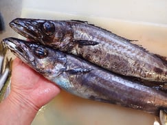 クロシビカマスの寿司　デリバリー