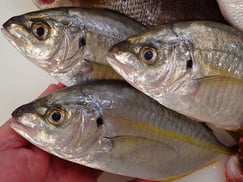 シマアジ　宅配寿司