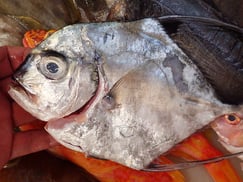 イトヒキアジの寿司　デリバリー