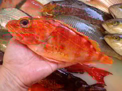 アヤメカサゴの寿司　デリバリー　出前