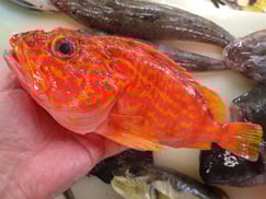 アヤメカサゴの寿司　デリバリー