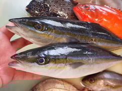 ツムブリ　美味しいお寿司　出前