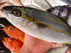 イナダのにぎり　ツバス　寿司　出前