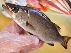 フッコ　宮城県　未利用魚