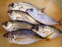 メアジ　宮城県　未利用魚