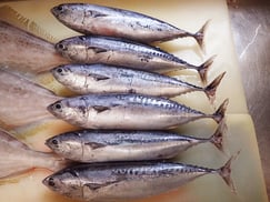 SDGs　マルソウダの寿司　デリバリー　出前