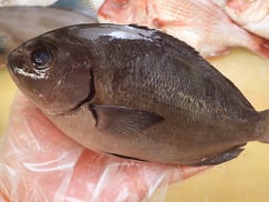 メジナ　五島列島の魚　未利用魚