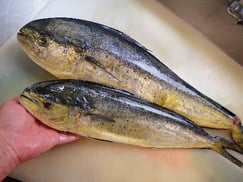 シイラの寿司　美味しいお寿司　出前