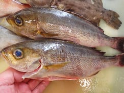 イサキの寿司　デリバリー　出前