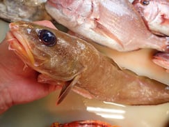 イタチウオの寿司　美味しいお寿司　出前