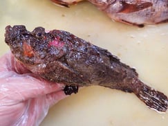 オニオコゼ　大船渡　未利用魚