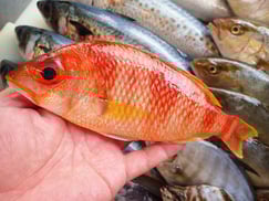 タマガシラの寿司　デリバリー