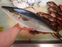 SDGs　ツムブリの寿司　美味しいお寿司　出前