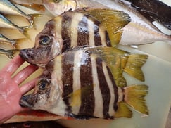 テングダイの寿司　デリバリー