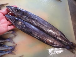 クロシビカマスの寿司　美味しいお寿司　出前