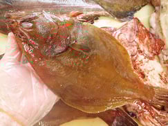 ソウハチガレイ　北海道　未利用魚