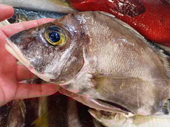 チョウセンバカマの寿司　出前