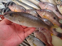 アオチビキの寿司　デリバリー