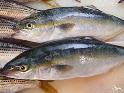 イナダの寿司　デリバリー　出前